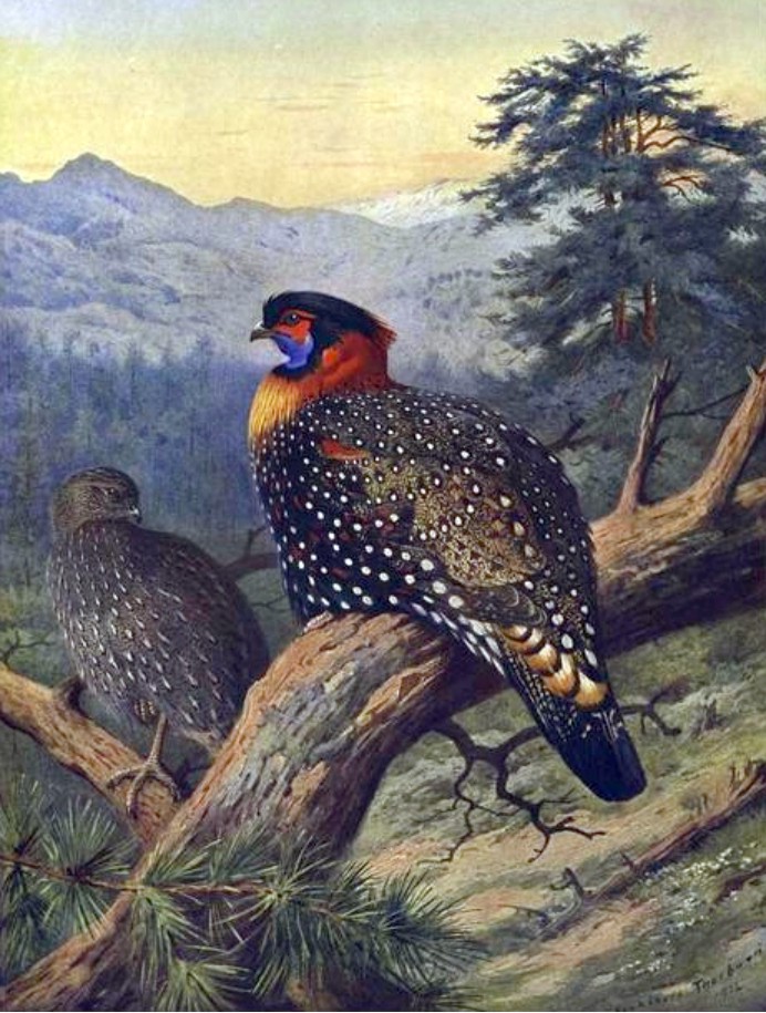 Western Tragopan - Himachal Pradesh State Symbol