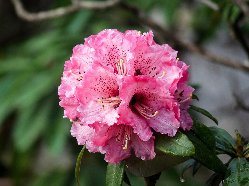 Rhododendron - Himachal Pradesh State Symbol