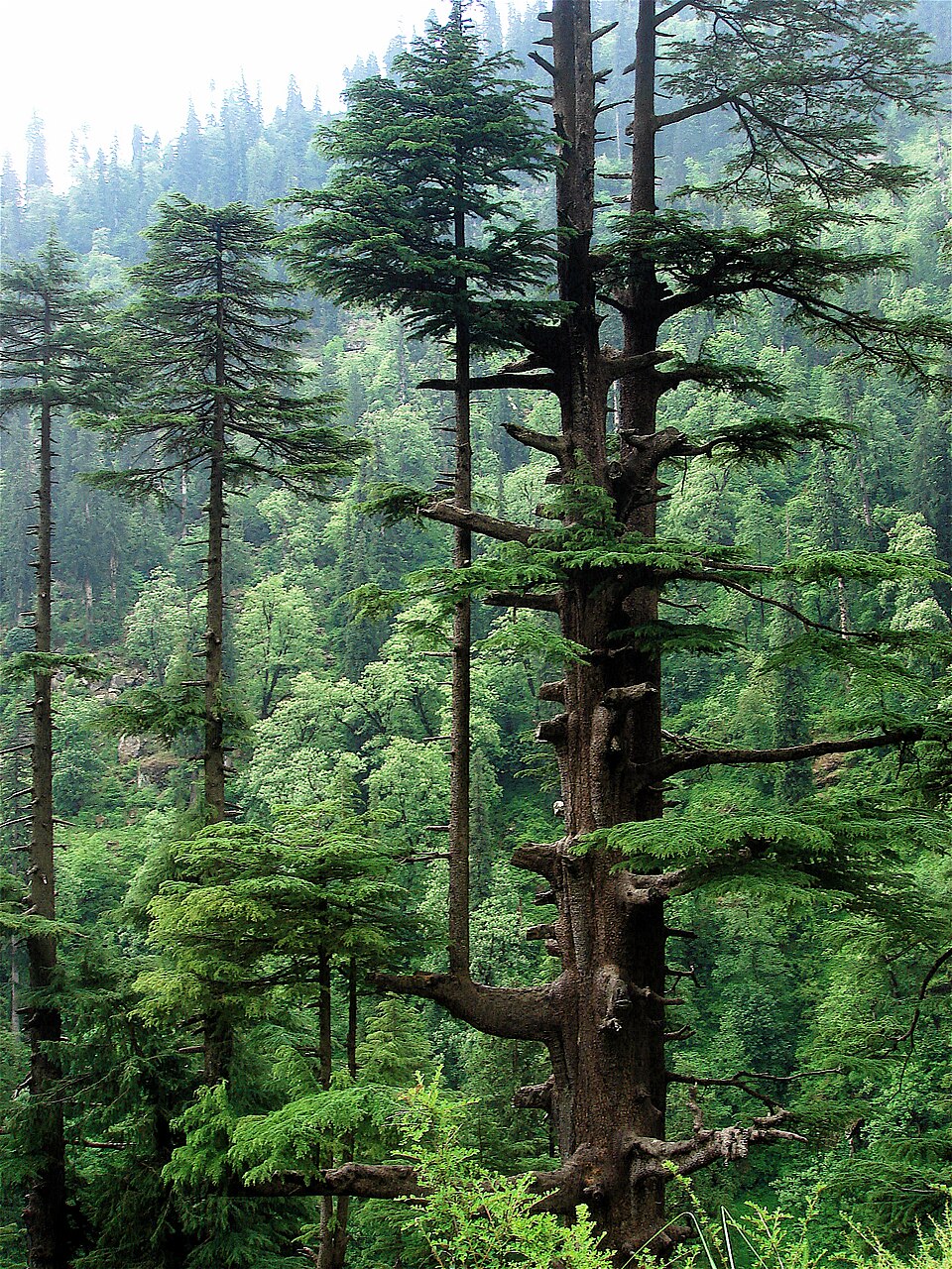 Deodar cedar - Himachal Pradesh State Symbol