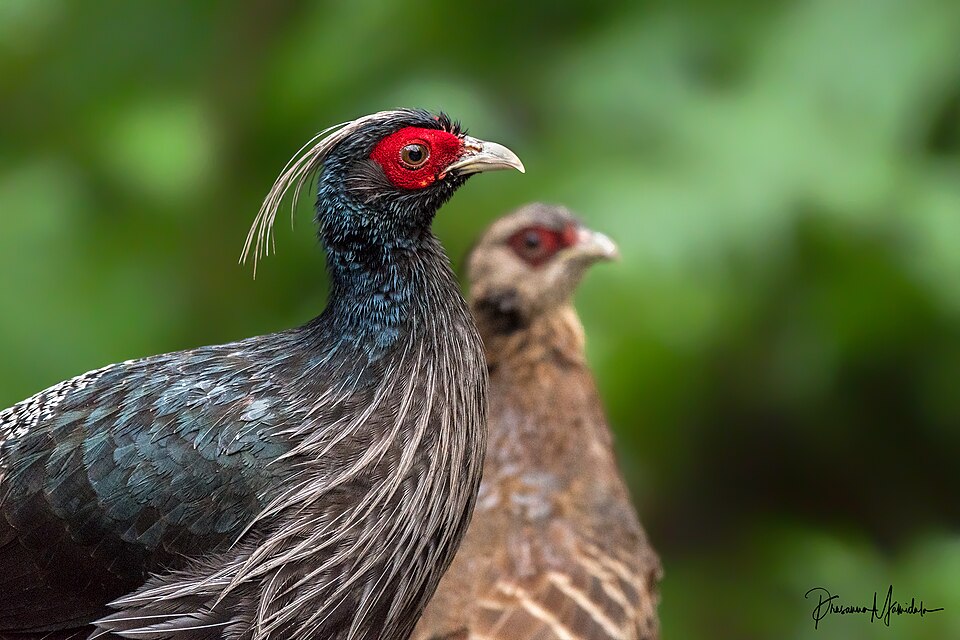 Kalij Pheasant