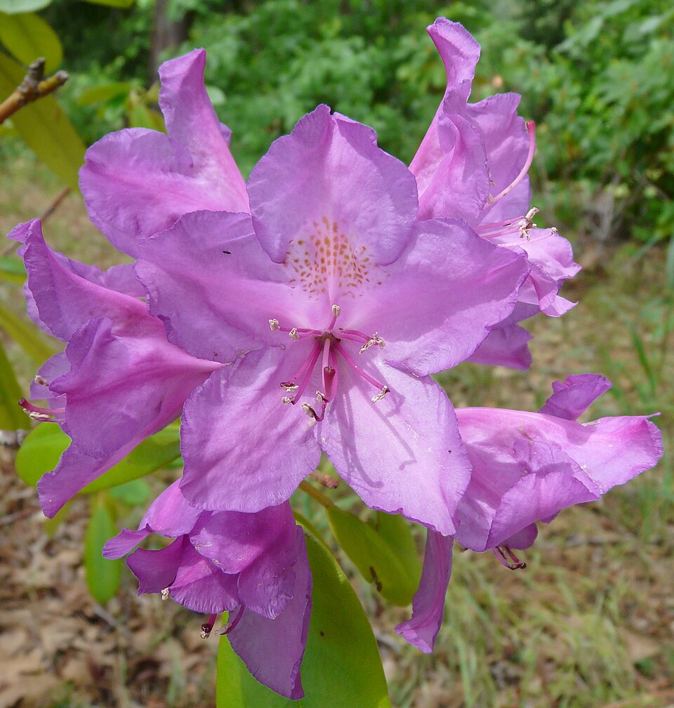 Common rhododendron