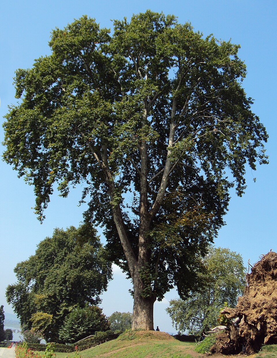 Plantanus orientalis - Jammu and Kashmir State Symbol