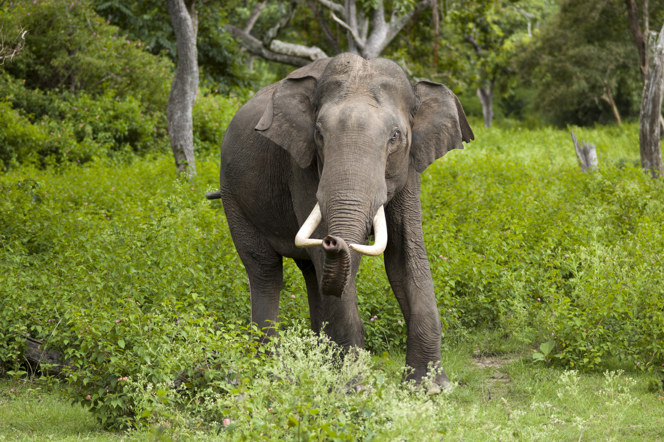 Indian elephant - Jharkhand State Symbol