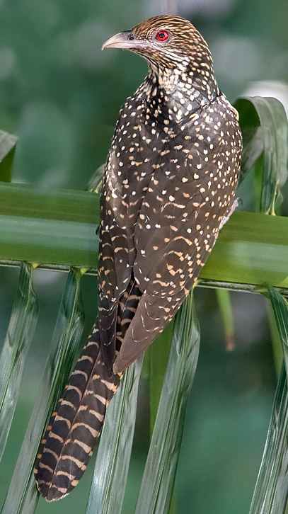 Asian koel - Jharkhand State Symbol