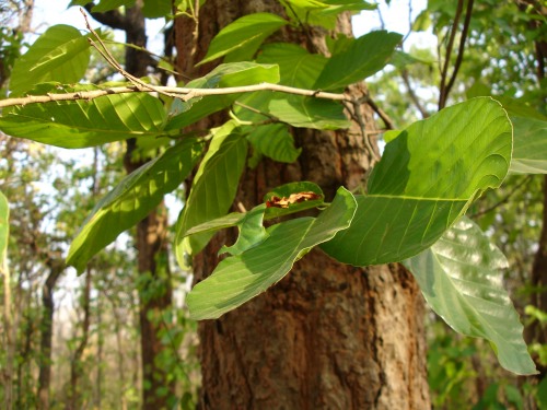 Sal (Shorea robusta) - Jharkhand State Symbol