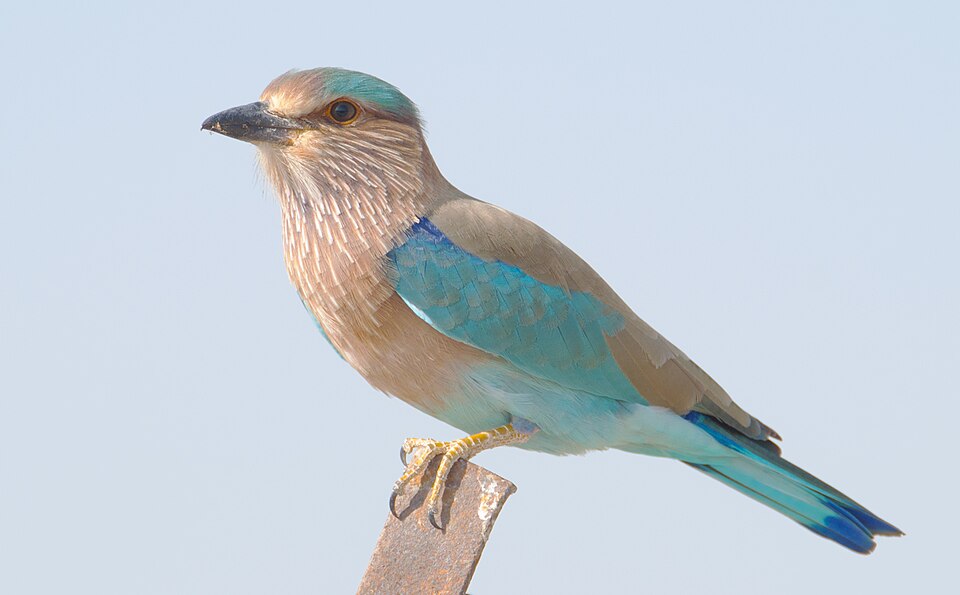 Indian roller - Karnataka State Symbol