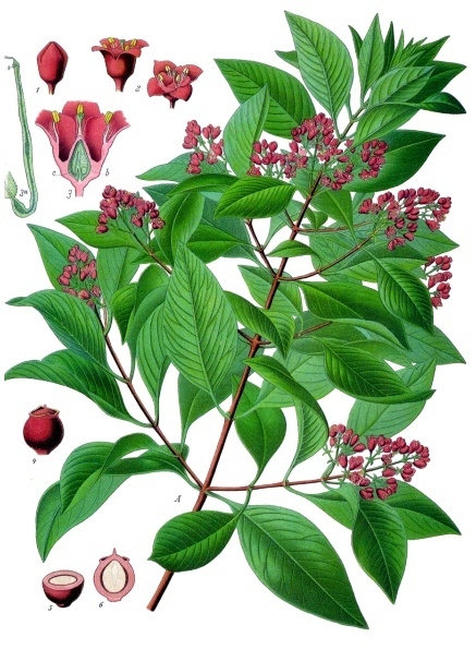 Santalum album - Karnataka State Symbol