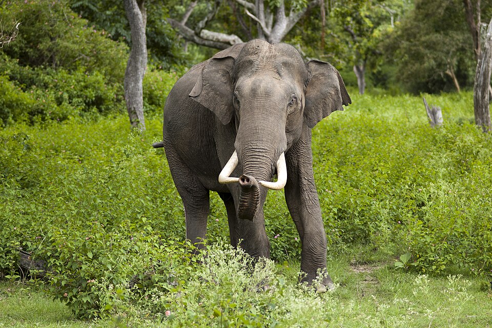 Indian Elephant - Kerala State Symbol