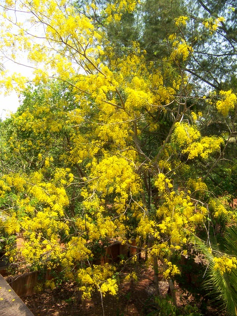 Cassia fistula - Kerala State Symbol