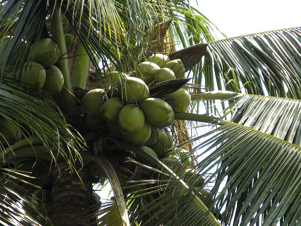 Coconut tree - Kerala State Symbol