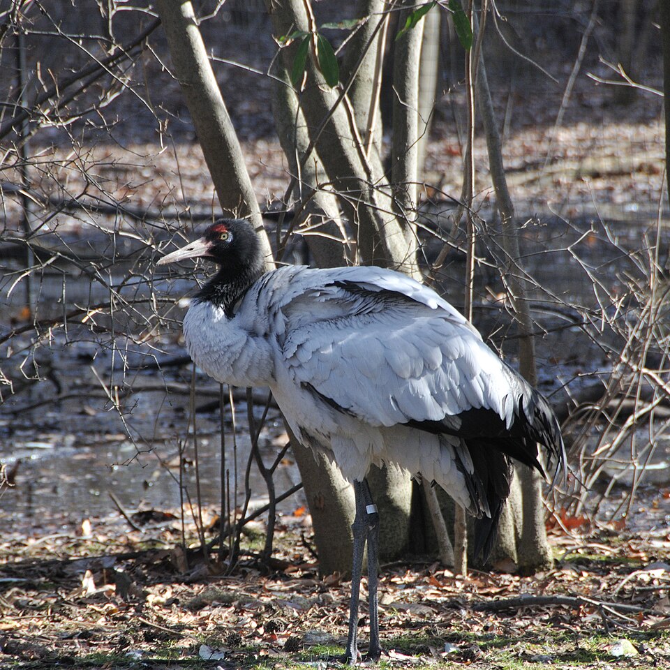 Black-necked Crane - Ladakh State Symbol