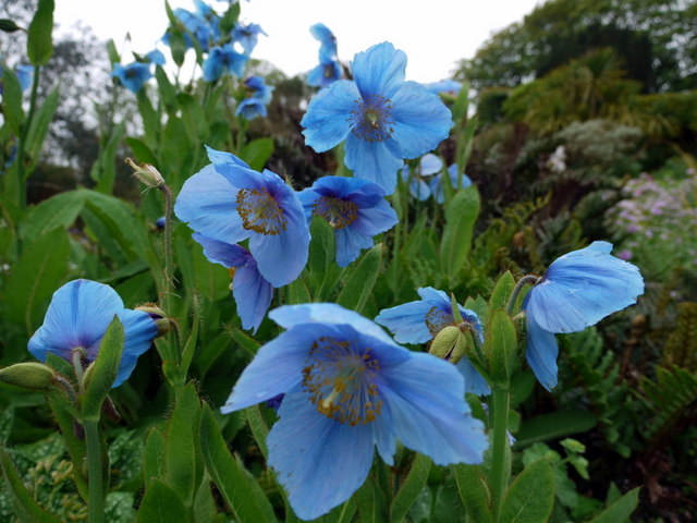 Meconopsis betonicifolia - Ladakh State Symbol
