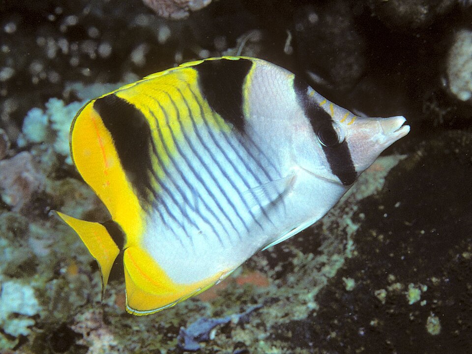 Blackwedged butterflyfish