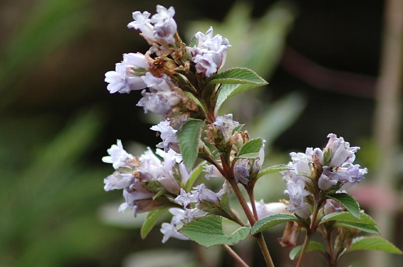 Neelakurinji