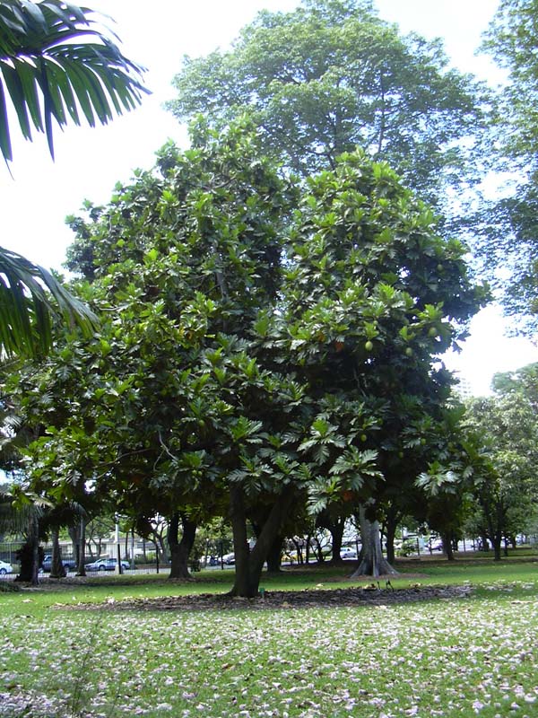 Bread fruit - Lakshadweep State Symbol
