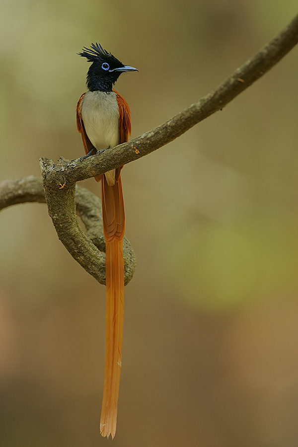 Indian paradise flycatcher - Madhya Pradesh State Symbol