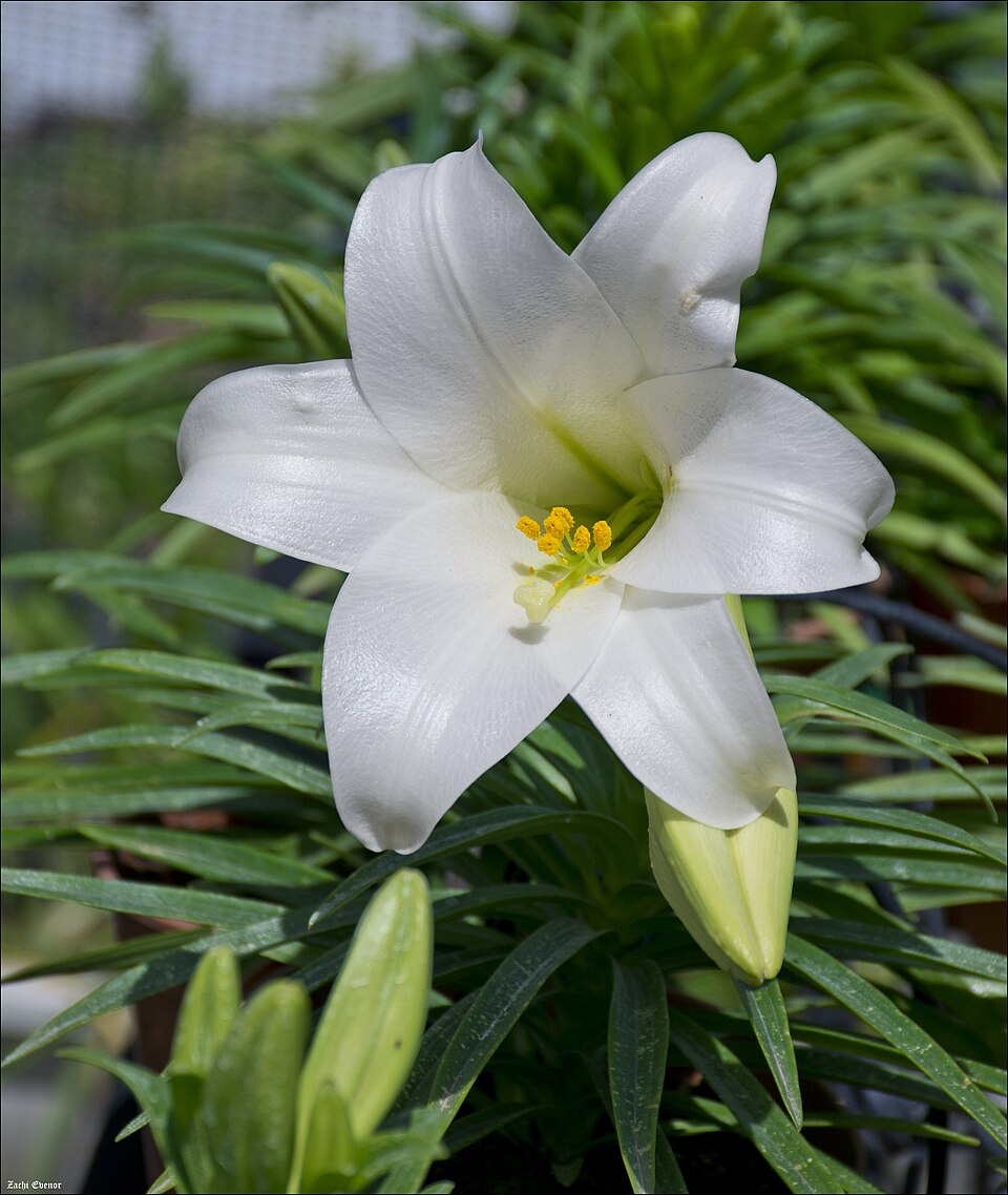 Lilium candidum - Madhya Pradesh State Symbol