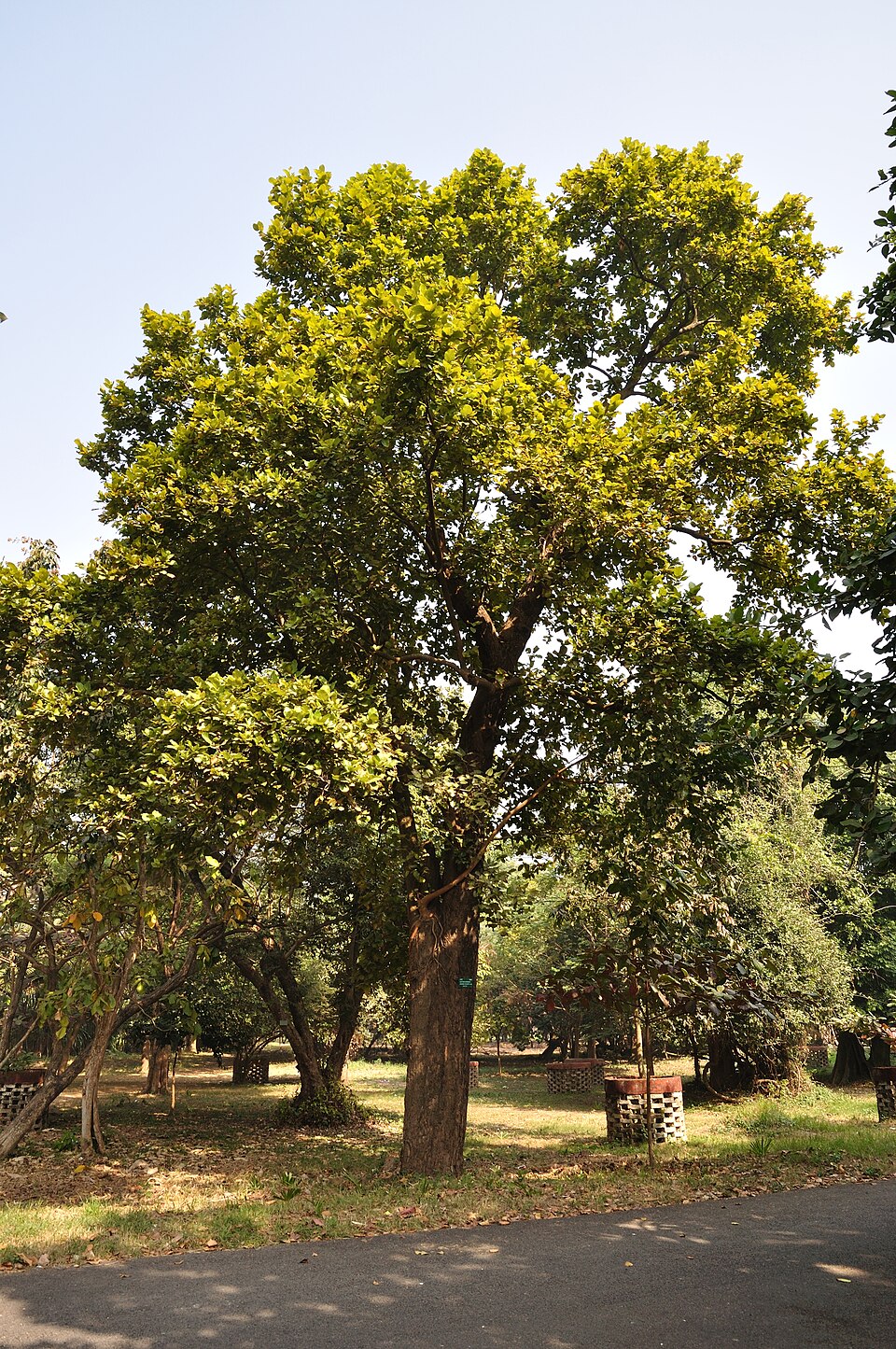 Banyan tree - Madhya Pradesh State Symbol