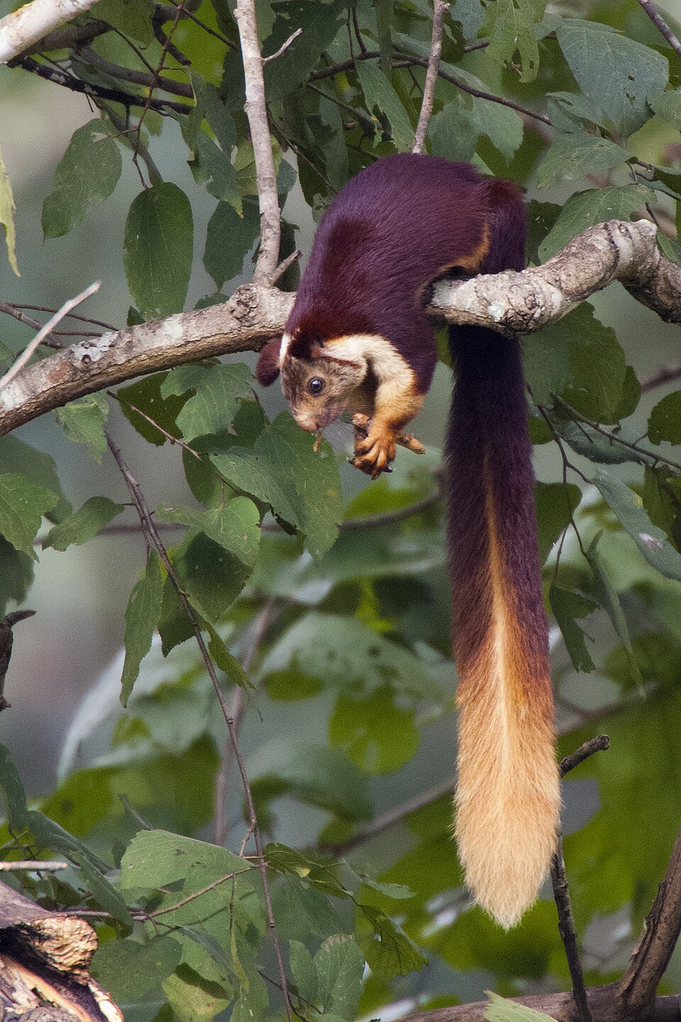 Indian giant squirrel - Maharashtra State Symbol