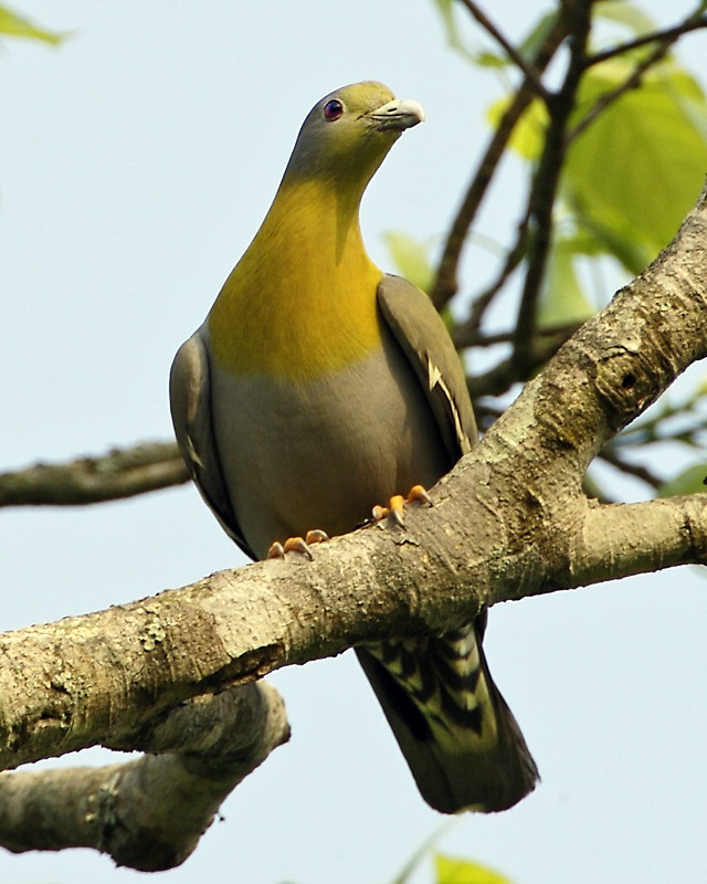 Yellow-footed green pigeon - Maharashtra State Symbol