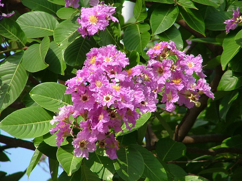Lagerstroemia speciosa - Maharashtra State Symbol