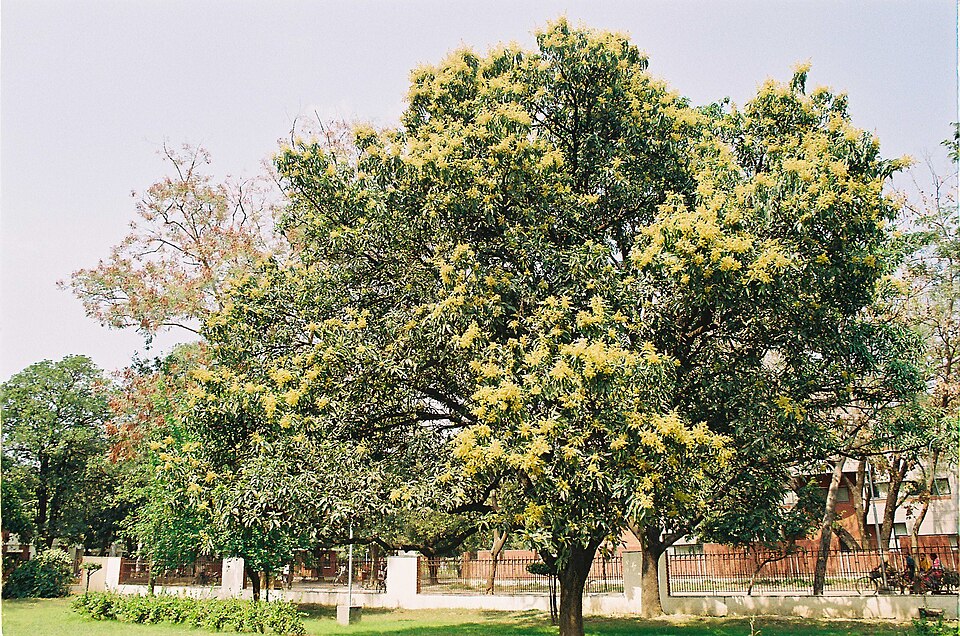 Mangifera indica - Maharashtra State Symbol