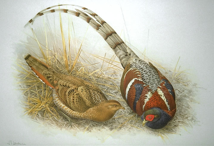 Hume's Pheasant - Manipur State Symbol