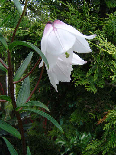 Siroi lily - Manipur State Symbol