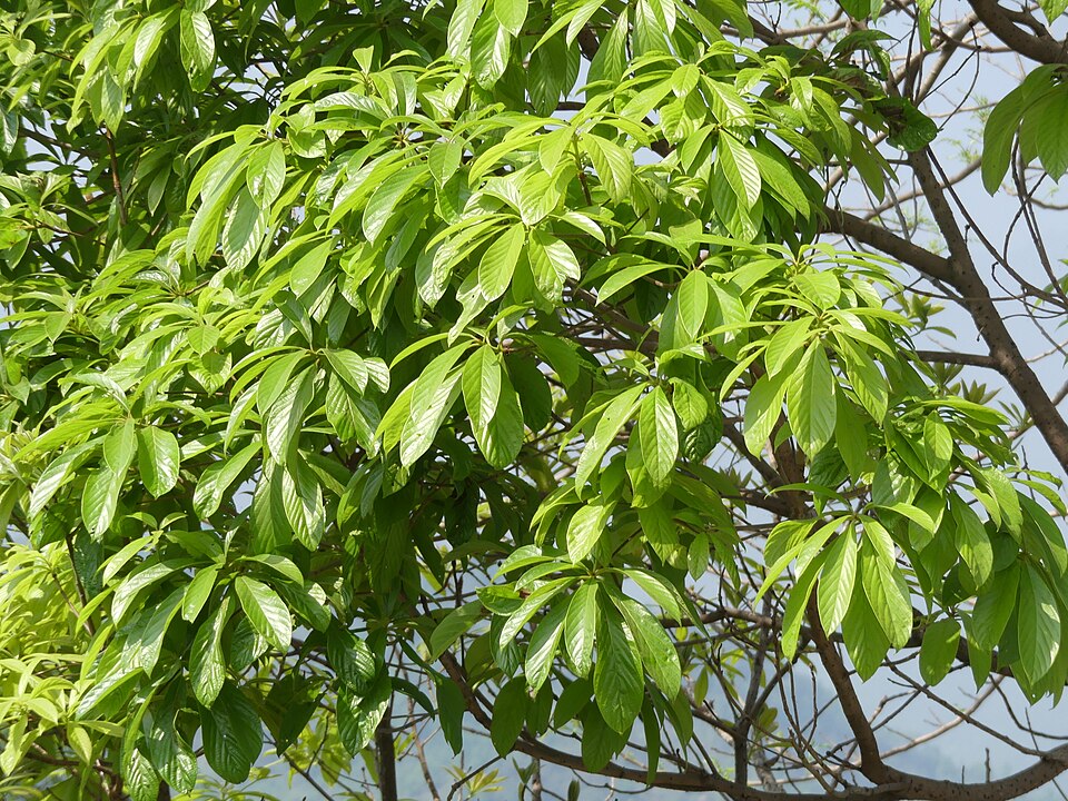 Phoebe hainesiana - Manipur State Symbol