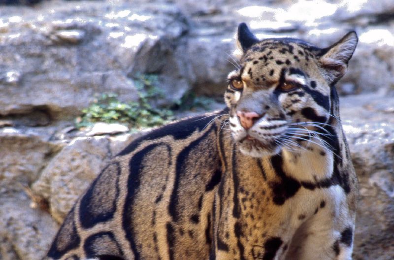 clouded leopard - Meghalaya State Symbol