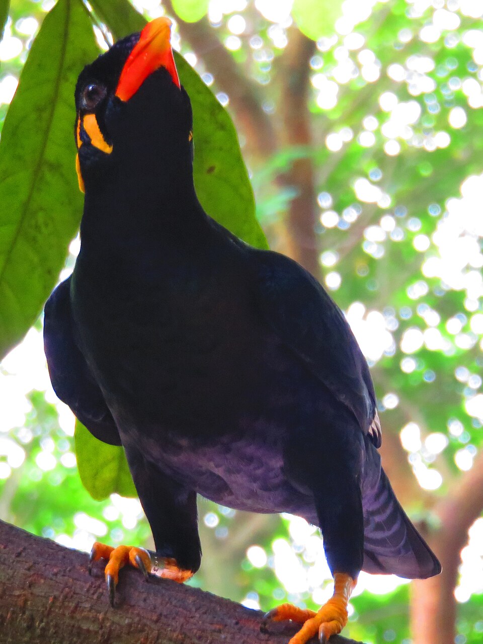 Common Hill Myna - Meghalaya State Symbol