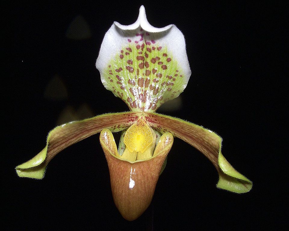 Paphiopedilum insigne - Meghalaya State Symbol