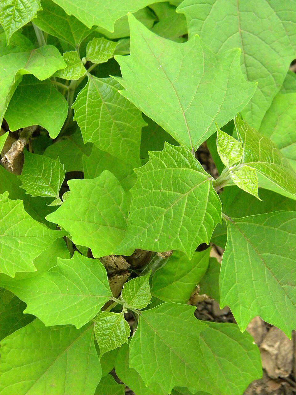 Gmelina arborea - Meghalaya State Symbol