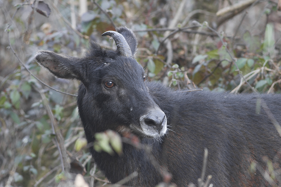 Himalayan serow - Mizoram State Symbol