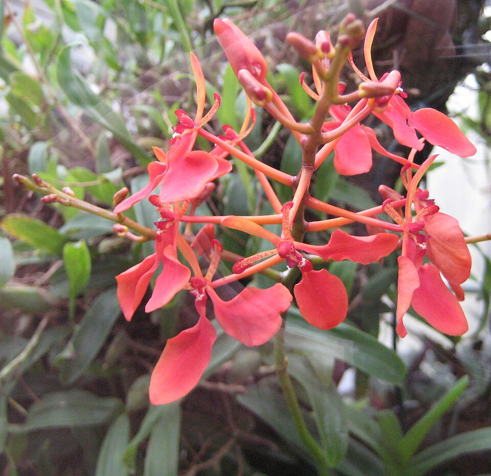 Renanthera imschootiana - Mizoram State Symbol