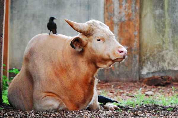 Bos frontalis - Nagaland State Symbol