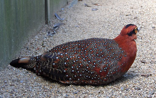 Blyth’s Tragopan - Nagaland State Symbol