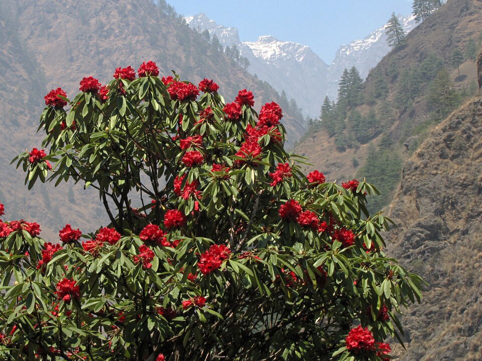 Rhododendron arboreum - Nagaland State Symbol