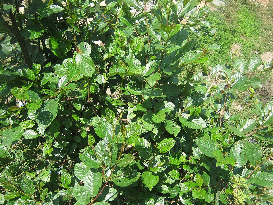 Alnus nepalensis - Nagaland State Symbol