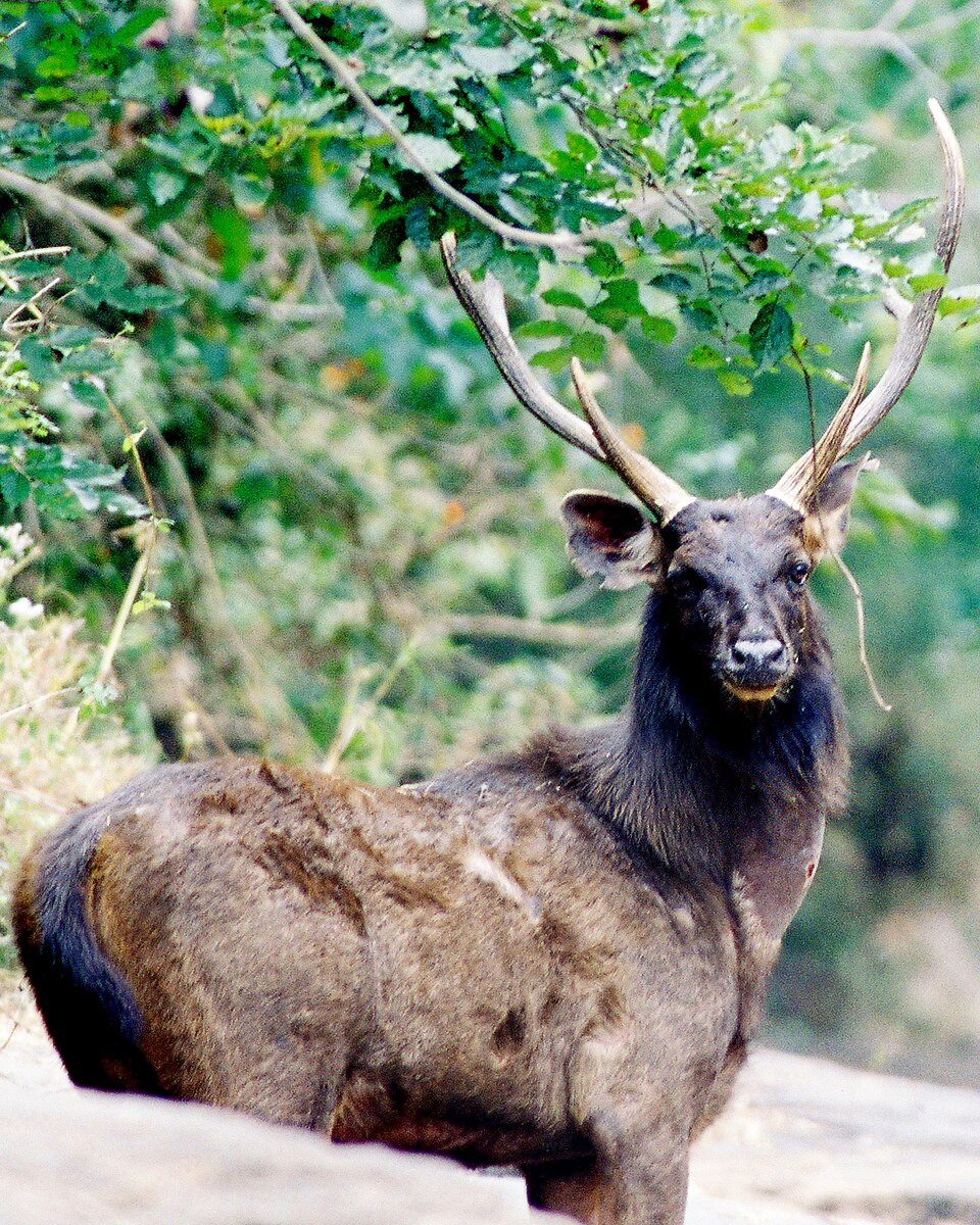 Sambar deer - Odisha State Symbol
