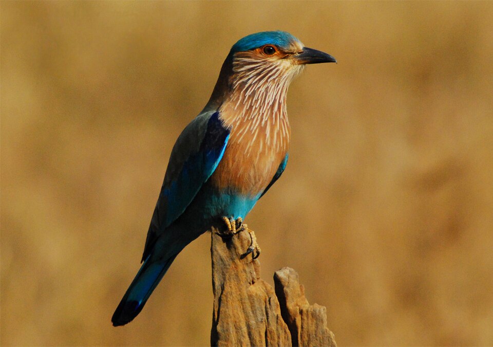 Indian Roller - Odisha State Symbol