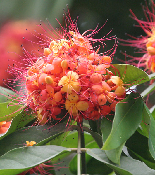 Saraca asoca - Odisha State Symbol
