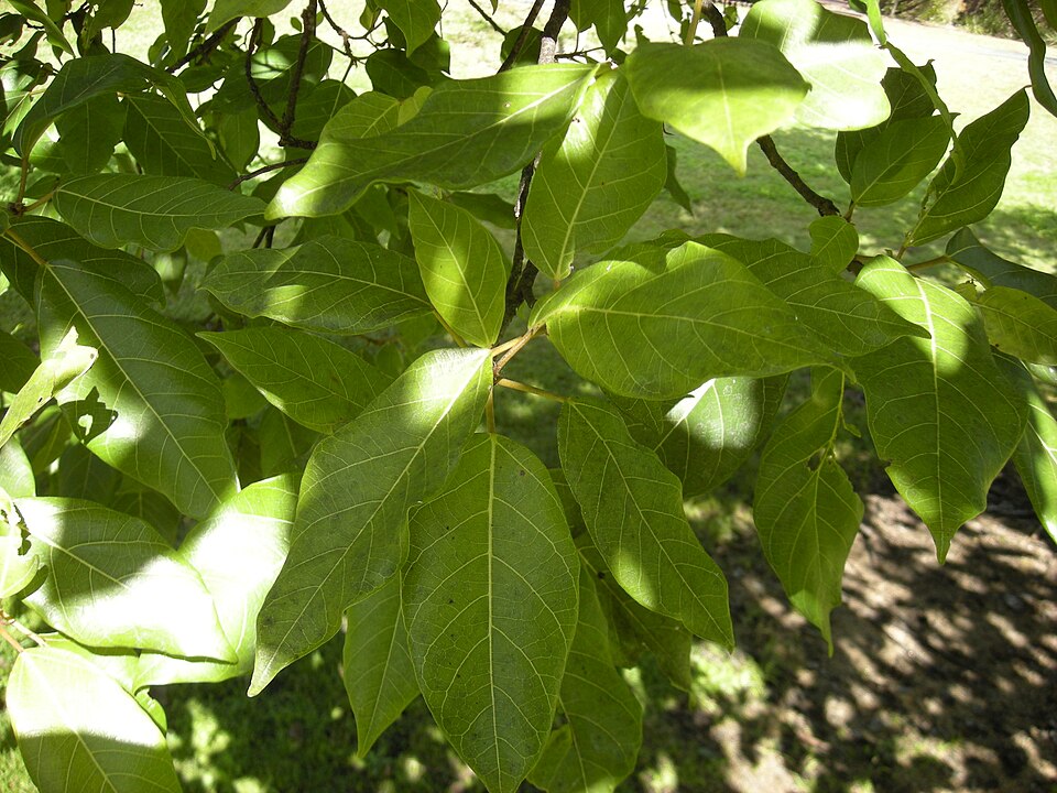 Ficus religiosa - Odisha State Symbol