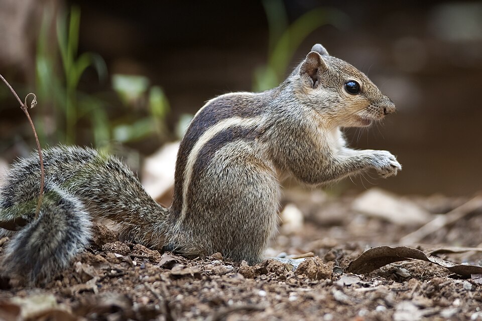 Indian palm squirrel - Puducherry State Symbol