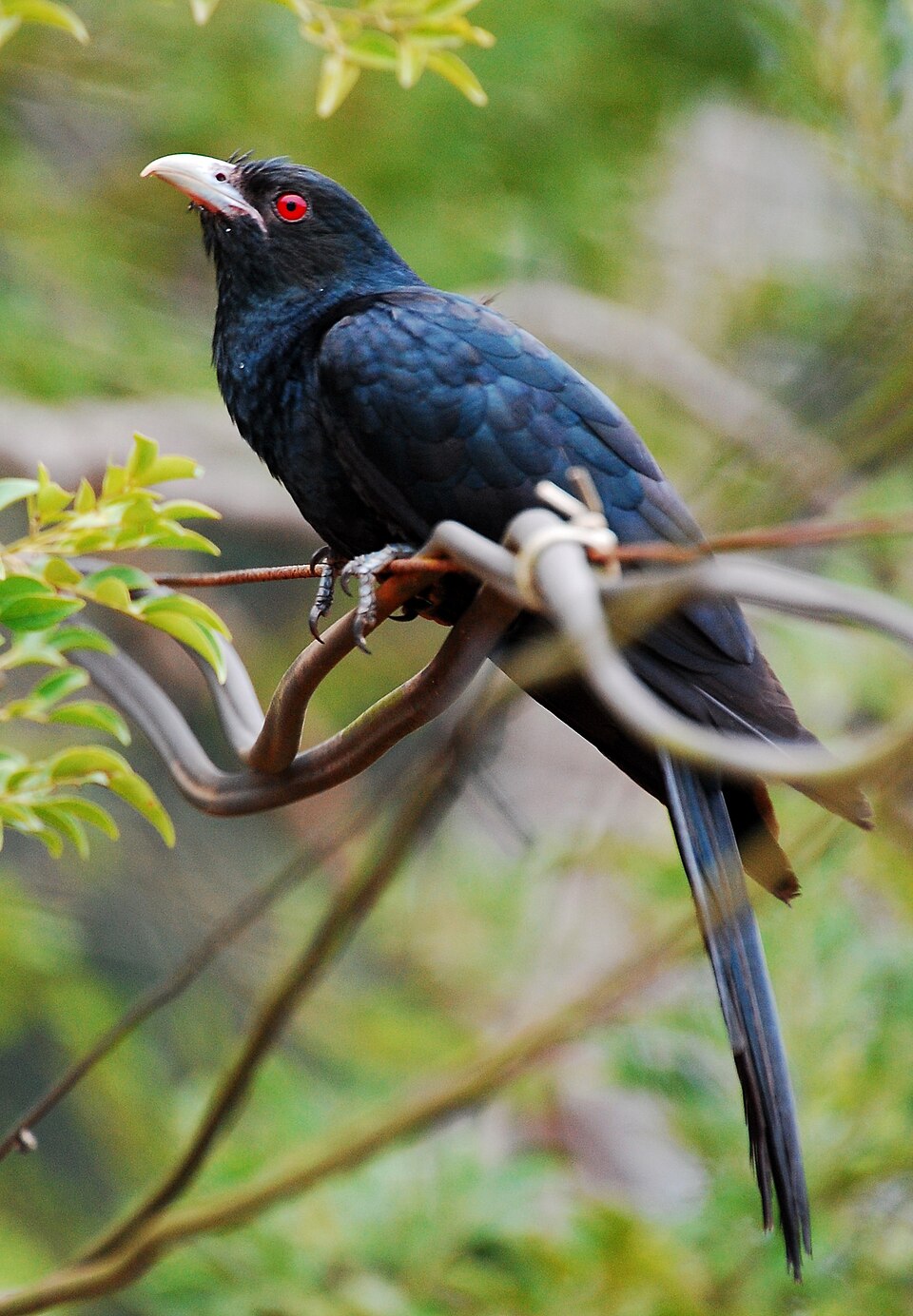 Koel - Puducherry State Symbol