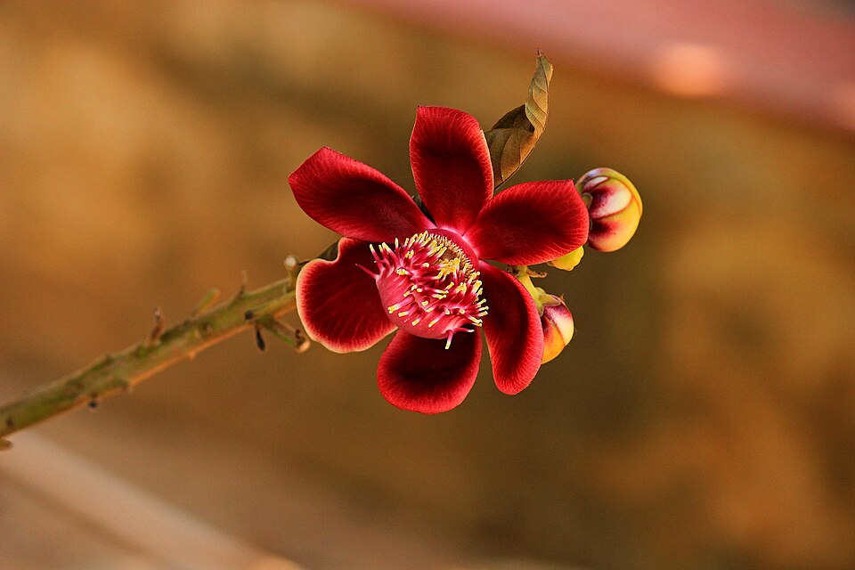 Couroupita guianensis - Puducherry State Symbol