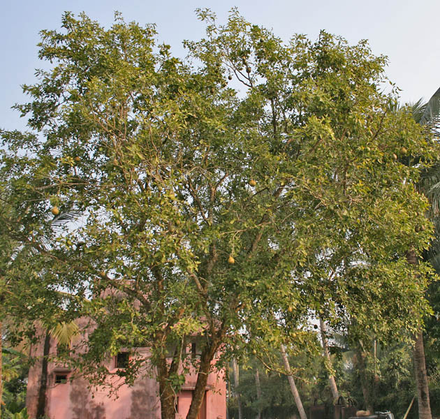 Bael fruit tree - Puducherry State Symbol