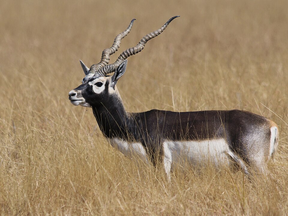 Antilope cervicapra - Punjab State Symbol