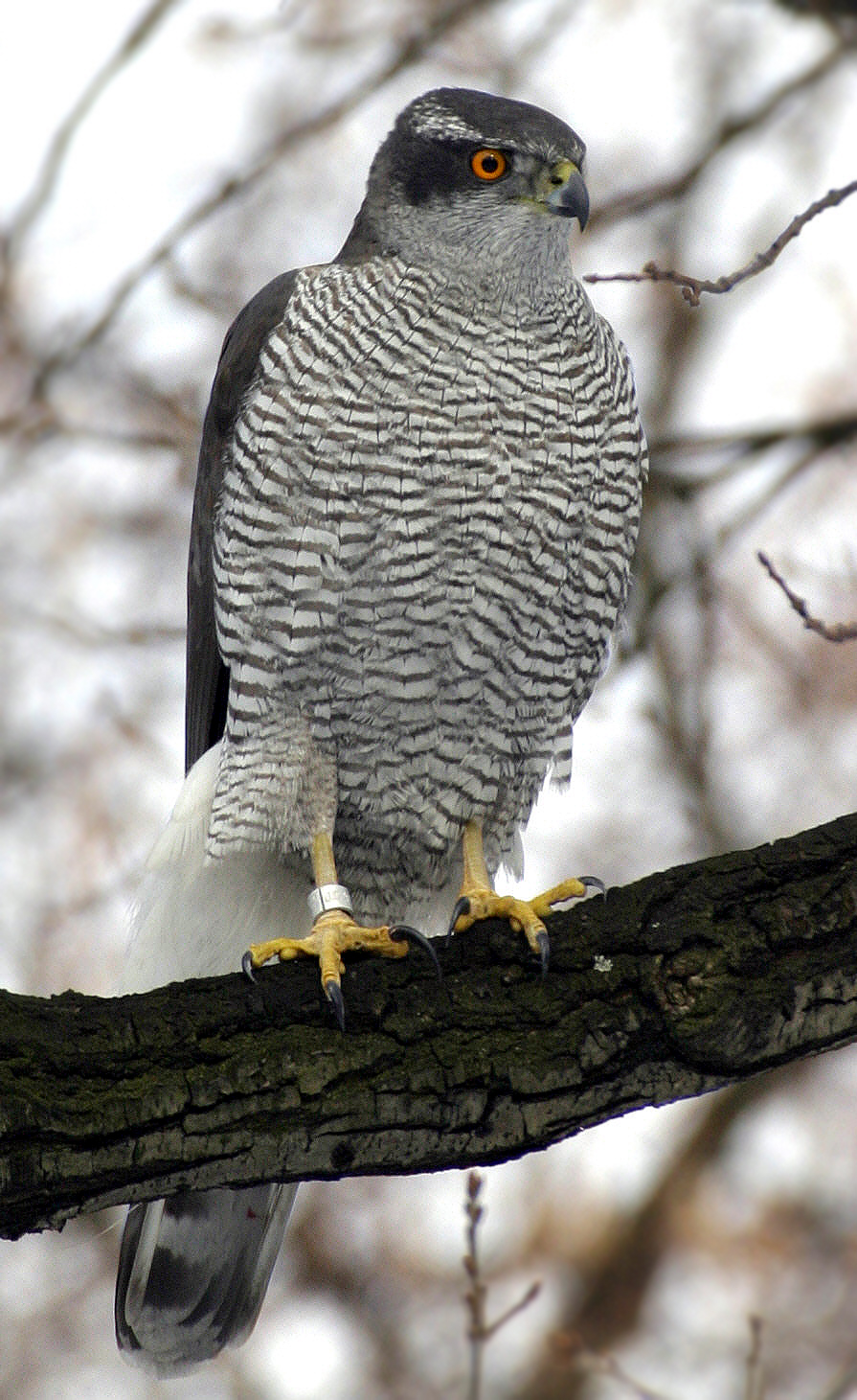 Northern goshawk - Punjab State Symbol