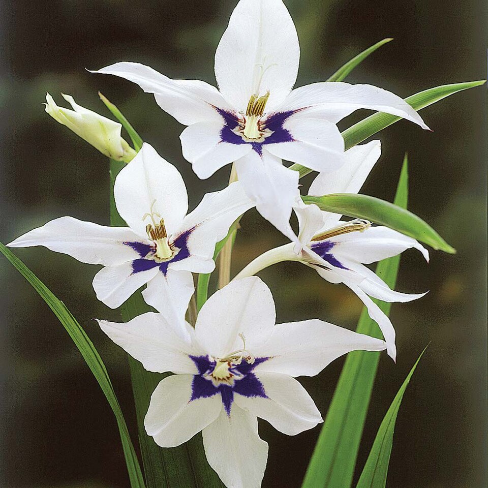 Gladiolus - Punjab State Symbol